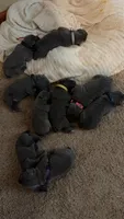 Blue Male, a male Cane Corso for sale in Saginaw, MI – 4 of 6