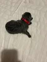 Red Male, a male Cane Corso for sale in Saginaw, MI – 2 of 4