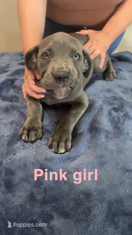 Pink Female – Cane Corso puppy on hold in Saginaw, MI