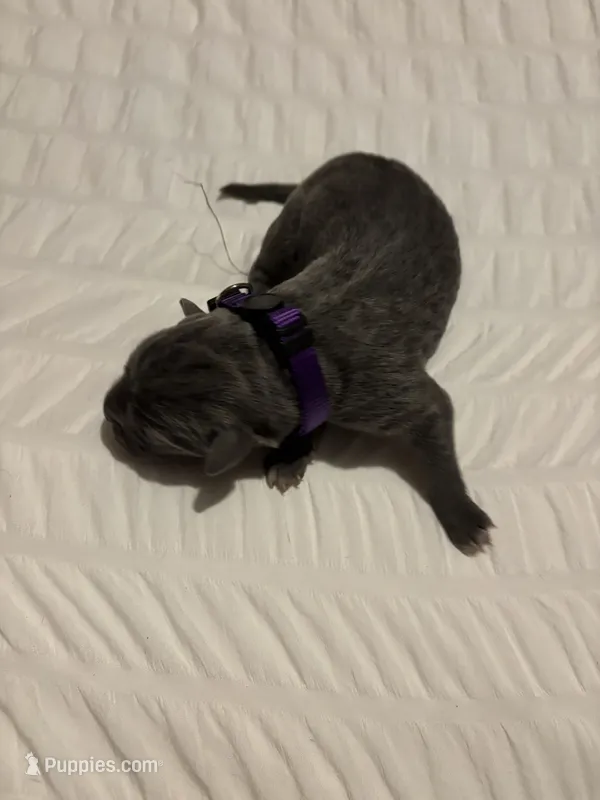 Purple Female – Cane Corso puppy for sale in Saginaw, MI