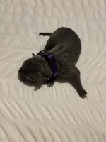 Purple Female, a female Cane Corso for sale in Saginaw, MI – 1 of 4