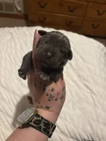Yellow Female, a female Cane Corso for sale in Saginaw, MI – 4 of 5