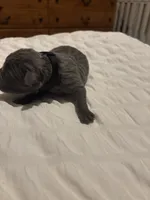 Black Male, a male Cane Corso for sale in Saginaw, MI – 2 of 4