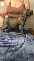 Purple Female, a female Cane Corso for sale in Saginaw, MI – 3 of 10