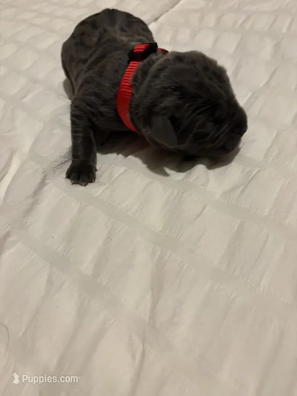 Red Male – Cane Corso puppy for sale in Saginaw, MI