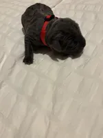 Red Male, a male Cane Corso for sale in Saginaw, MI – 1 of 4