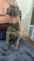 Yellow Female, a female Cane Corso for sale in Saginaw, MI – 4 of 8