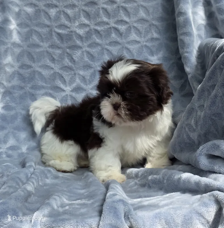 Buck – Shih Tzu puppy for sale in Brandenburg, KY