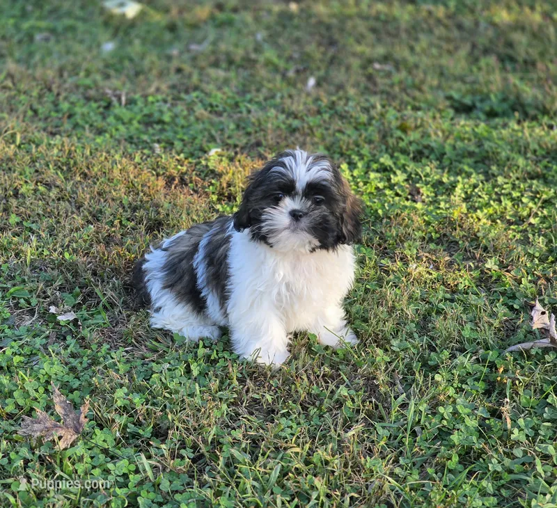 Delilah  – Shih Tzu puppy for sale in Brandenburg, KY