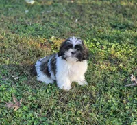 Delilah , a female Shih Tzu for sale in Brandenburg, KY – 1 of 8