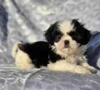 Sassy, a female Shih Tzu for sale in Brandenburg, KY – Photo 5 of 6