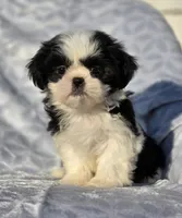 Sassy, a female Shih Tzu for sale in Brandenburg, KY – Photo 3 of 6