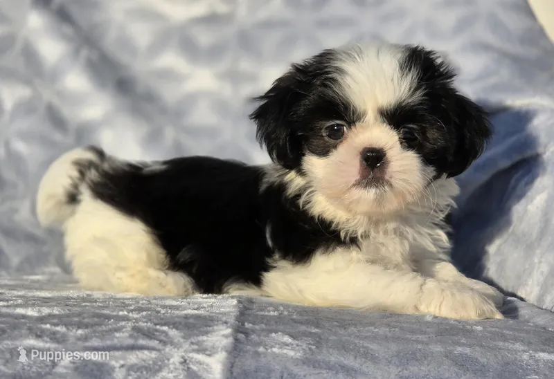 Sassy, a female Shih Tzu for sale in Brandenburg, KY – Photo 1 of 6