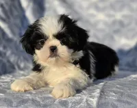 Sassy, a female Shih Tzu for sale in Brandenburg, KY – Photo 2 of 6