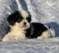 Sassy, a female Shih Tzu for sale in Brandenburg, KY – Photo 4 of 6