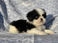 Sassy, a female Shih Tzu for sale in Brandenburg, KY – Photo 6 of 6