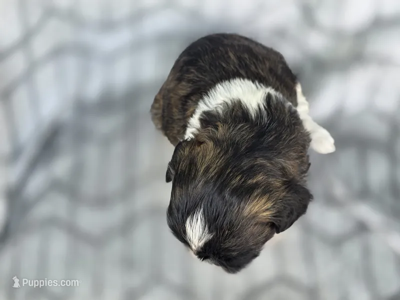 Angel – Shih Tzu puppy for sale in Brandenburg, KY