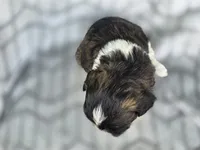 Angel, a female Shih Tzu for sale in Brandenburg, KY – 1 of 2