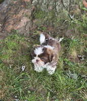 Bella Bean, a female Shih Tzu for sale in Brandenburg, KY – 5 of 10