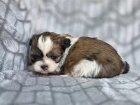 Jean, a female Shih Tzu for sale in Brandenburg, KY – 2 of 2