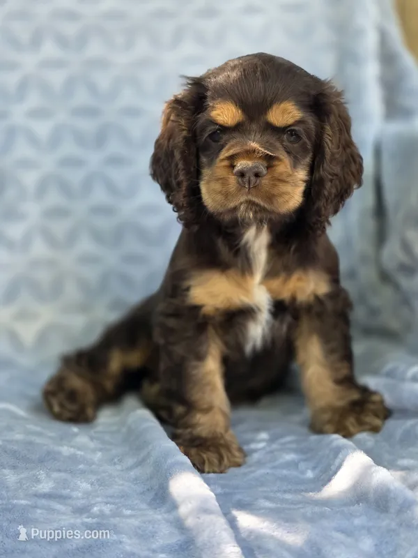 Maple – Cocker Spaniel puppy for sale in Brandenburg, KY