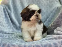 Finn, a male Shih Tzu for sale in Brandenburg, KY – 2 of 6