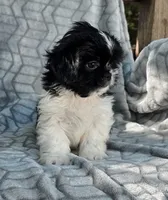 Spooky, a male Shih Tzu for sale in Brandenburg, KY – 4 of 4