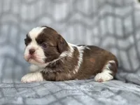 Lady, a female Shih Tzu for sale in Brandenburg, KY – 2 of 5