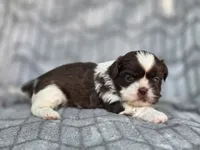 Buck, a male Shih Tzu for sale in Brandenburg, KY – 3 of 6
