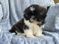Angel, a female Shih Tzu for sale in Brandenburg, KY – 2 of 6