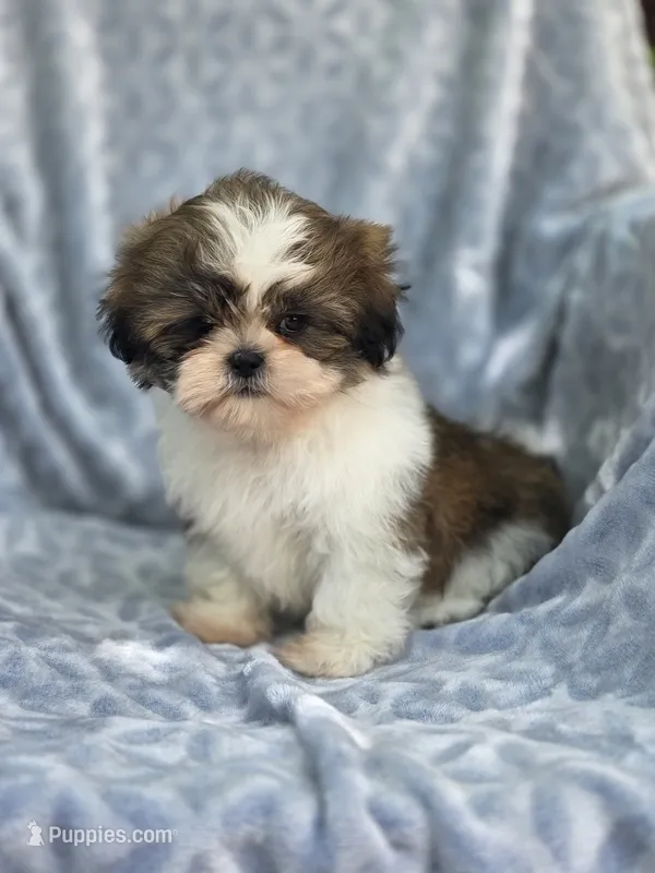 Jean – Shih Tzu puppy for sale in Brandenburg, KY