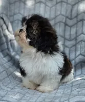 Dexter, a male Shih Tzu for sale in Brandenburg, KY – 2 of 8