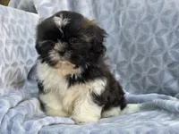 Angel, a female Shih Tzu for sale in Brandenburg, KY – 4 of 6