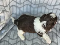 Buck, a male Shih Tzu for sale in Brandenburg, KY – 6 of 6