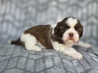 Lady, a female Shih Tzu for sale in Brandenburg, KY – 5 of 5
