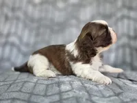 Lady, a female Shih Tzu for sale in Brandenburg, KY – 4 of 5