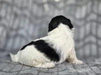 Dolly, a female Shih Tzu for sale in Brandenburg, KY – 3 of 3