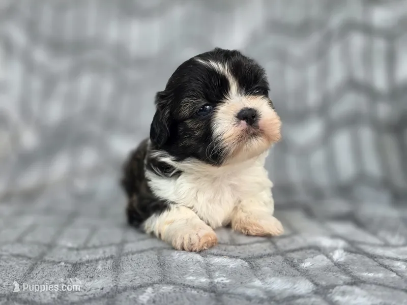 Dexter – Shih Tzu puppy for sale in Brandenburg, KY