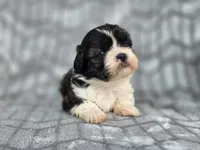 Dexter, a male Shih Tzu for sale in Brandenburg, KY – 1 of 2