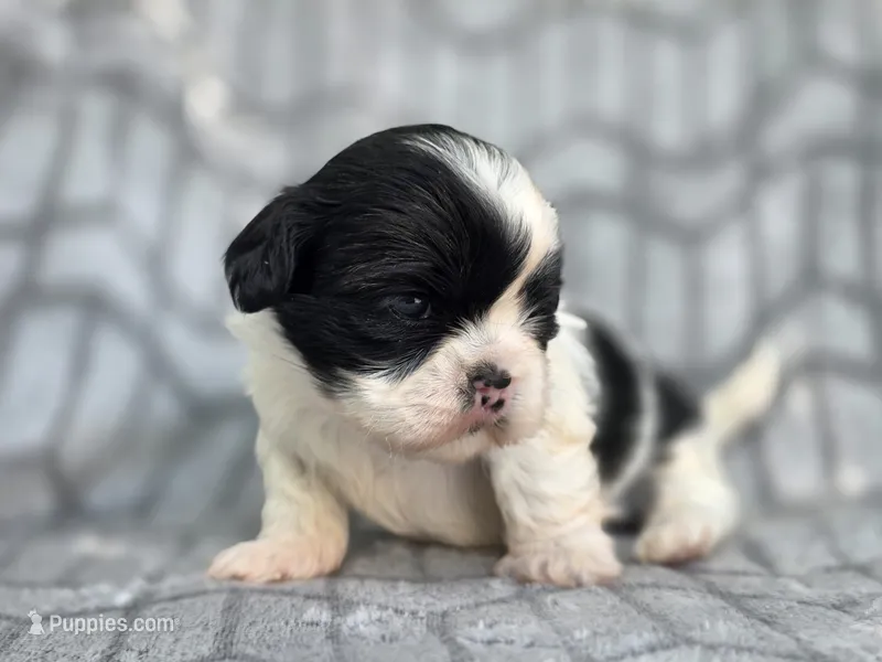 Dolly – Shih Tzu puppy for sale in Brandenburg, KY