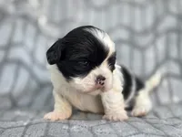 Dolly, a female Shih Tzu for sale in Brandenburg, KY – 1 of 3