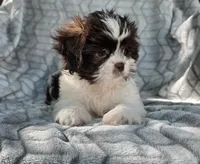 Pumpkin , a male Shih Tzu for sale in Brandenburg, KY – 3 of 4