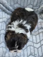 Dexter, a male Shih Tzu for sale in Brandenburg, KY – 6 of 8