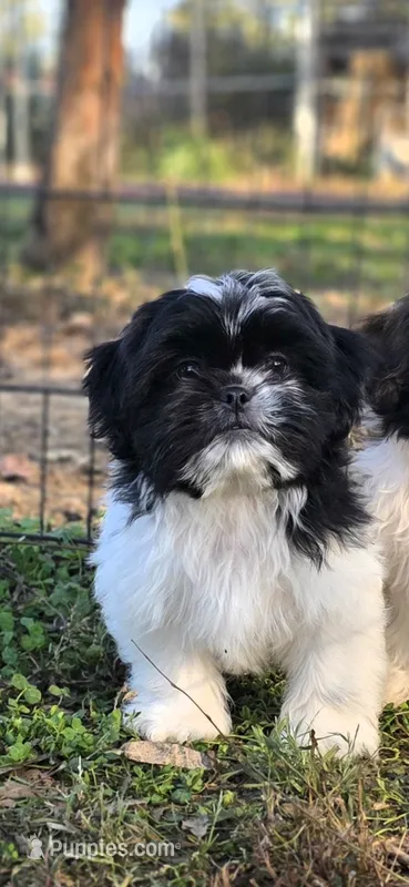 Spooky – Shih Tzu puppy for sale in Brandenburg, KY