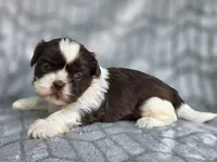 Buck, a male Shih Tzu for sale in Brandenburg, KY – 4 of 6