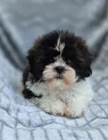 Dexter, a male Shih Tzu for sale in Brandenburg, KY – 3 of 8