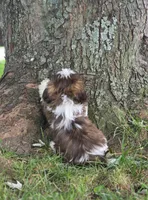 Bella Bean, a female Shih Tzu for sale in Brandenburg, KY – 4 of 10