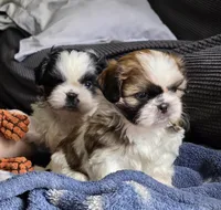 Clover, a female Shih Tzu for sale in Brandenburg, KY – Photo 6 of 6