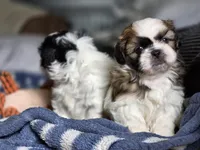 Clover, a female Shih Tzu for sale in Brandenburg, KY – Photo 2 of 6