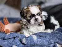 Clover, a female Shih Tzu for sale in Brandenburg, KY – Photo 3 of 6